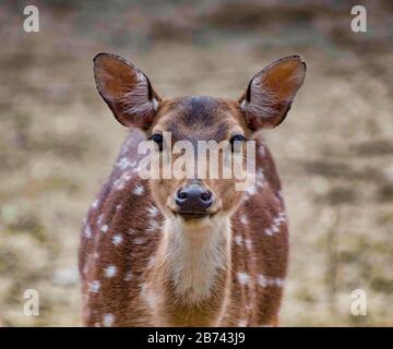 Deerare die hoogefütterten Wiederkäuer, die die Familie Cervicida bilden. Die beiden Hauptgruppen der Rehe sind die Cervinae, darunter der Muntjac, der Elch (Wapiti) Stockfoto