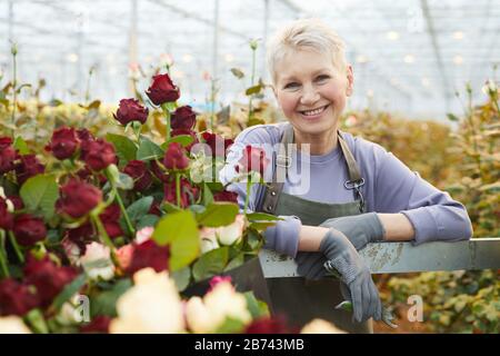 Porträt eines reifen Gärtners, der in der Nähe der roten Rosen steht und mit der Kamera im Gewächshaus lächelt Stockfoto