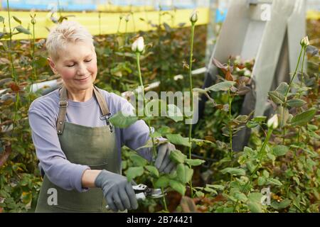 Reife Frau in Schürze, die Blumen mit einer Schere schneidet, während sie im Gewächshaus arbeitet Stockfoto