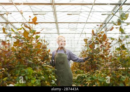 Reife Frau in der Schürze, die als Gärtnerin im Gewächshaus arbeitet, sie Pflanzen Blumen und andere Pflanzen Stockfoto