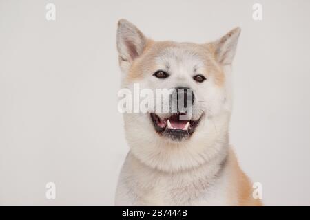 Akita inu isoliert auf grauem Hintergrund. Akita ken oder japanische Akita. Haustiere. Stockfoto