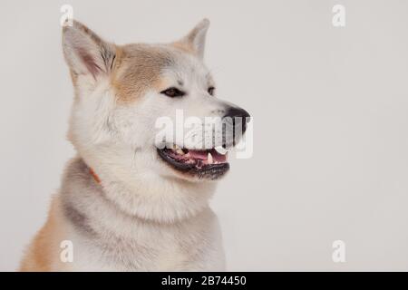 Akita inu Nahaufnahme. Akita ken oder japanische Akita. Isoliert auf grauem Hintergrund. Haustiere. Stockfoto