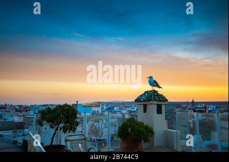 Möwe sitzt bei Sonnenuntergang in Essaouira, Marokko, auf der Säule der Dachterrasse Stockfoto