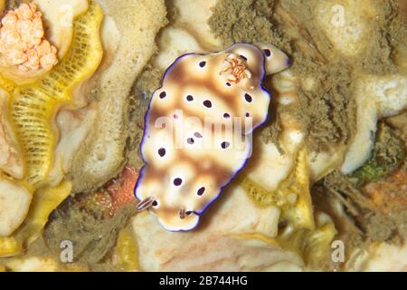 Hypselodoris tryoni nudibranch, Lembeh Strait, Indonesien Stockfoto