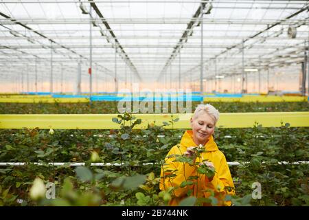 Reife Frau im gelben Regenmantel, die sich um junge Rosen im Garten kümmert Stockfoto