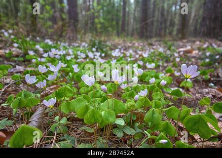 Es handelt sich um eine Holzanemone in der Frühfrühlingsblühenden Pflanze im Wald. Natur Stockfoto