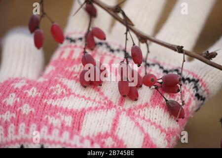 Barberry-Ast mit rosafarbenen Beeren im Handschuhfach Stockfoto