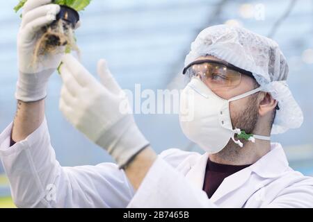Nahaufnahme des Botanikers in einer Schutzmaske, die die Pflanze in seinen Händen untersucht, während er im Labor arbeitet Stockfoto