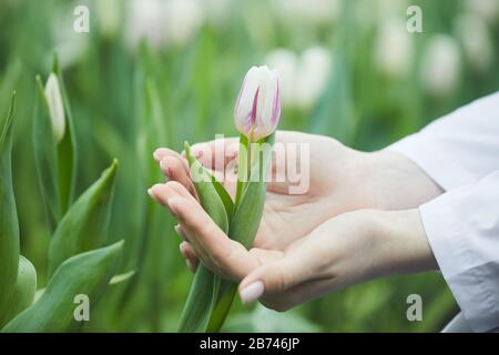 Nahaufnahme der weiblichen Hände, die die Tulpe anfassen und sie schön genießen, während sie im Garten wachsen Stockfoto