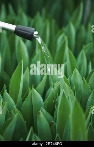 Nahaufnahme des Mannes, der Blumen im Garten mit einer Wasserleitung gieße Stockfoto