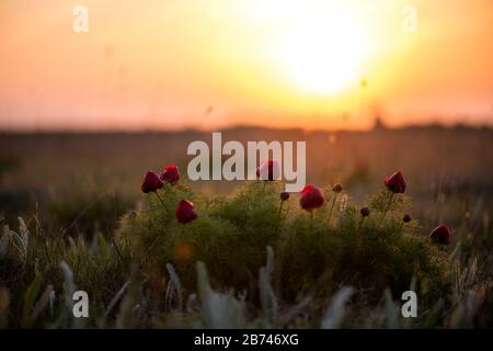 Wilder Kiese ist in seiner natürlichen Umgebung dünnblättrig (Paeonia tenuifolia). Helle dekorative Blume, beliebt im Gartenlandschaftsdesign - selektiv f. Stockfoto