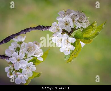 Blumenstraum über dem Naturhintergrund/ Frühlingsblumen/Kirschblüte/Frühlingshintergrund. Nahaufnahme des künstlerischen Effekts Stockfoto