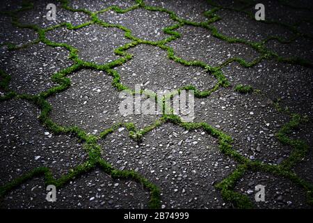 Grünes Unkraut wächst aus den Fugen grauer Betonpflastersteine bei landschaftlich schönem Licht. Stockfoto