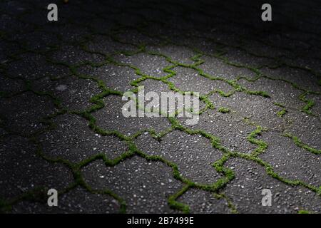 Grünes Unkraut wächst aus den Fugen grauer Betonpflastersteine bei landschaftlich schönem Licht. Stockfoto