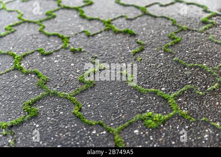 Grünes Unkraut wächst aus den Gelenken von grauen nassen Betonpflastersteinen, die in der Nähe zu sehen sind. Stockfoto