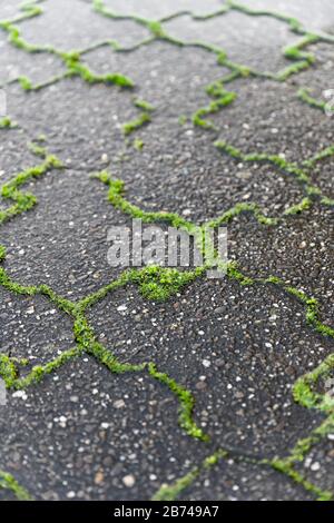 Grünes Unkraut wächst aus den Fugen grauer Betonpflastersteine bei landschaftlich schönem Licht. Stockfoto