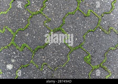 Grünes Unkraut wächst aus den Fugen grauer Betonpflastersteine bei landschaftlich schönem Licht. Stockfoto