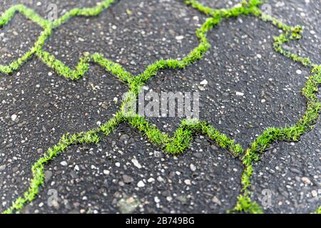 Grünes Unkraut wächst aus den Fugen grauer Betonpflastersteine bei landschaftlich schönem Licht. Stockfoto