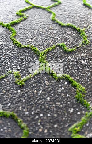 Grünes Unkraut wächst aus den Fugen grauer Betonpflastersteine bei landschaftlich schönem Licht. Stockfoto