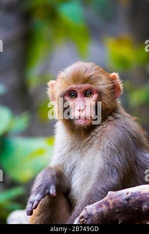 Affe in freier Wildbahn Stockfoto