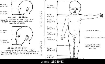 Proportionen des Körpers und der Kopfgröße eines Gesundheitskindes bei der Geburt und im Alter von einem Jahr, Vintage-Linien-Zeichnung oder Gravurdarstellung. Stock Vektor