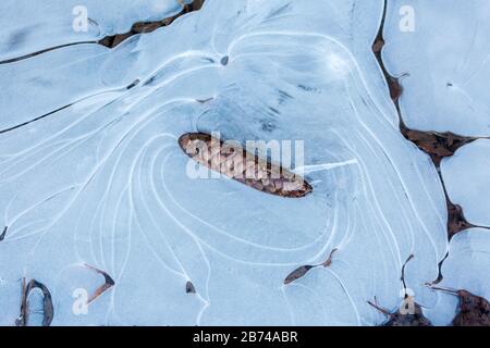 Pinecone steckte in einer gefrorenen Pfütze mit mehreren Rissen. Eisgekühltes, frostiges Winterwetter. Stockfoto