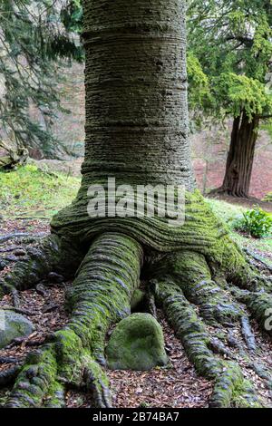 Der Stamm und Die Wurzeln eines Affe Puzzle Tree (Araucaria araucana) Formten Sich Wie eine Prähistorische Claw, Cumbria, England, Großbritannien Stockfoto