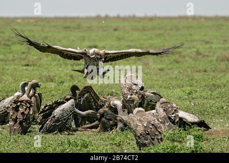 Rüppells Geier-Gruppe (Gyps rueppellii), die sich von Fleisch wildebester (Connochaetes taurinus) Kadaver, Serengeti, Tansania, ernährt Stockfoto