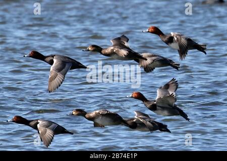 Riesige Flöße wandernder Roter Kopf Enten Stockfoto