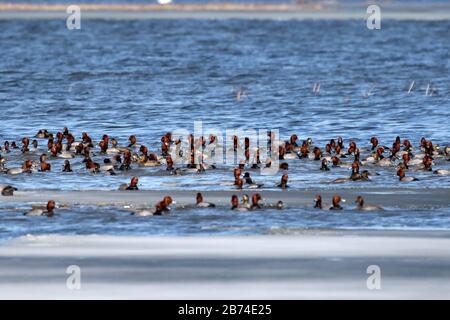 Riesige Flöße wandernder Roter Kopf Enten Stockfoto