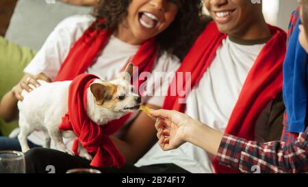 Bester Cheerleader. Aufgeregte Leute, die Sportmatch, Chsmpionship zu Hause beobachten. Eine multiethnische Gruppe von Freunden, Fans jubeln für die beliebtesten nationalen Basketball-, Tennis- und Fußballteams. Begriff der Emotionen. Stockfoto