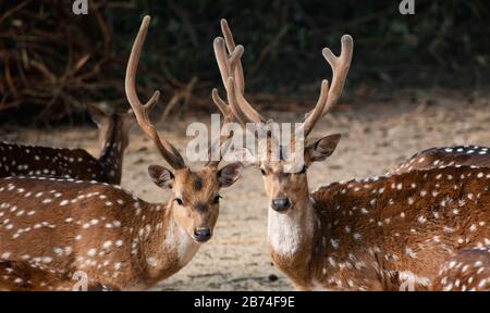 Deerare die hoogefütterten Wiederkäuer, die die Familie Cervicida bilden. Die beiden Hauptgruppen der Rehe sind die Cervinae, darunter der Muntjac, der Elch (Wapiti) Stockfoto