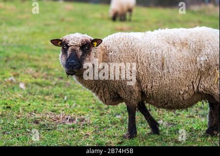 Nahaufnahme eines verrückten Schafs mit einem lustigen Gesicht, das beim Essen auf die Kamera blickt. Glücksgefühle, Wahnsinn, Humor, Freihaltung. Stockfoto