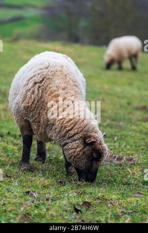 Porträt eines Schafes, das auf einer grünen Wiese steht und frisches Gras isst. Konzepte der Freihaltung, des Tierschutzes oder der ethischen Schafzüchtung. Stockfoto