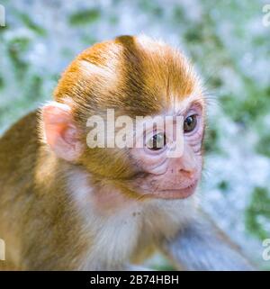 Affe ist ein häufiger Name, der sich auf Gruppen oder Arten von Säugetieren beziehen kann, teilweise auf die Simiiformes aus der Infrastruktur. Stockfoto