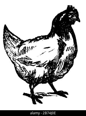 Huhn ist eine Art domestizierter Geflügel, Vintage-Linien-Zeichnung oder Gravier-Illustration. Stock Vektor