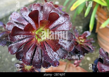 Lila Baumhouseleek, Aeonium arboreum Variety atropurpurpureum, mit Regenflecken auf den Blättern mit einem verschwommenen Hintergrund aus Stein- und Tontöpfen. Stockfoto