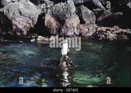 Süßer einsamer Galápagos-Pinguin steht nach dem Schwimmen im Pazifischen Ozean auf einem Felsen auf den Galapagos-Inseln, Ecuador Stockfoto