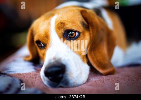 Glücklicher kleiner Beagle, netter Hund Stockfoto