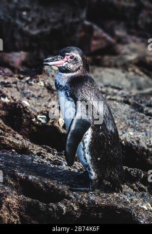 Süßer einsamer Galápagos-Pinguin steht nach dem Schwimmen im Pazifischen Ozean auf einem Felsen auf den Galapagos-Inseln, Ecuador Stockfoto