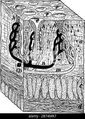 Diese Abbildung zeigt den Querschnitt der Magenwand, die Vintage-Linien-Zeichnung oder die Gravierzeichnung. Stock Vektor