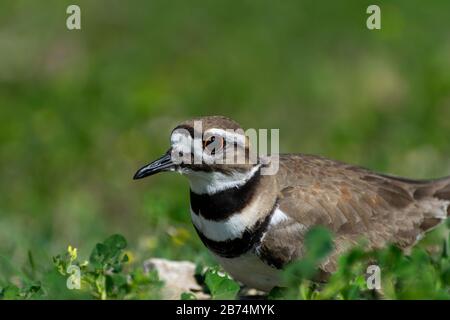 Nahaufnahme eines Killdeer Vogels mit seinen markanten Streifen und orangefarbenen Ringaugen, die auf seinem felsigen, von grünem Klee und Unkraut umgebenen Nest sitzen. Stockfoto