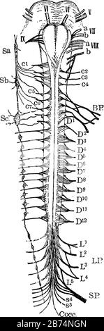 Basis von Rückenmark und Rückenmark des Gehirns, Vintage-Linien-Zeichnung oder Gravierzeichnung. Stock Vektor