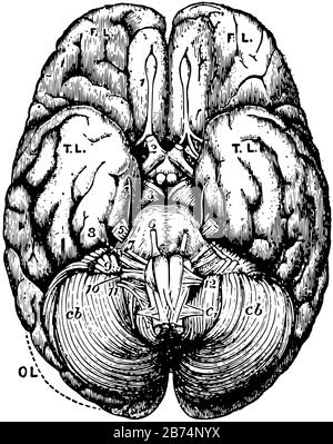 Unter Oberfläche oder Basis des Gehirns, Vintage-Linien-Zeichnung oder Gravurzeichnung. Stock Vektor