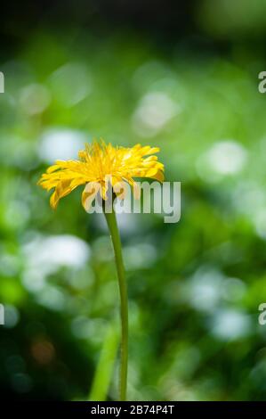 Wildblumen wachsen mit Frühlingsbeginn, Toskana (Italien). Stockfoto