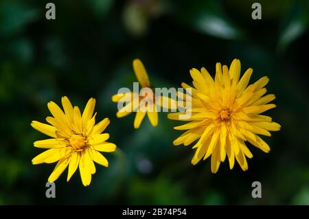 Wildblumen wachsen mit Frühlingsbeginn, Toskana (Italien). Stockfoto