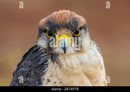 Red tailed Hawk (Buteo jamaicensis). Nahaufnahme des Porträts von Red Tailed Hawk mit Blick auf die Kamera. Stockfoto
