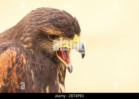 Harris Hawk (Parabuteo unicinctus) falcon closeup. Porträt des Falken mit dem offenen Schnabel. Stockfoto