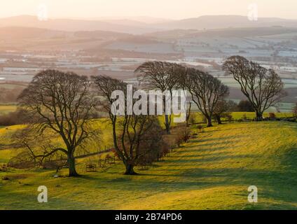 Schafe weiden bei Sonnenaufgang auf dem Linley Hill, in der Nähe von Norbury, Shropshire. Stockfoto