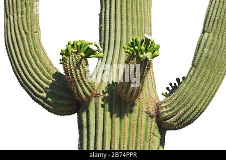 Saguaro Kaktus (Carnegiea gigantea / Cereus giganteus) blüht und zeigt Knospen und weiße Blumen vor weißem Hintergrund Stockfoto
